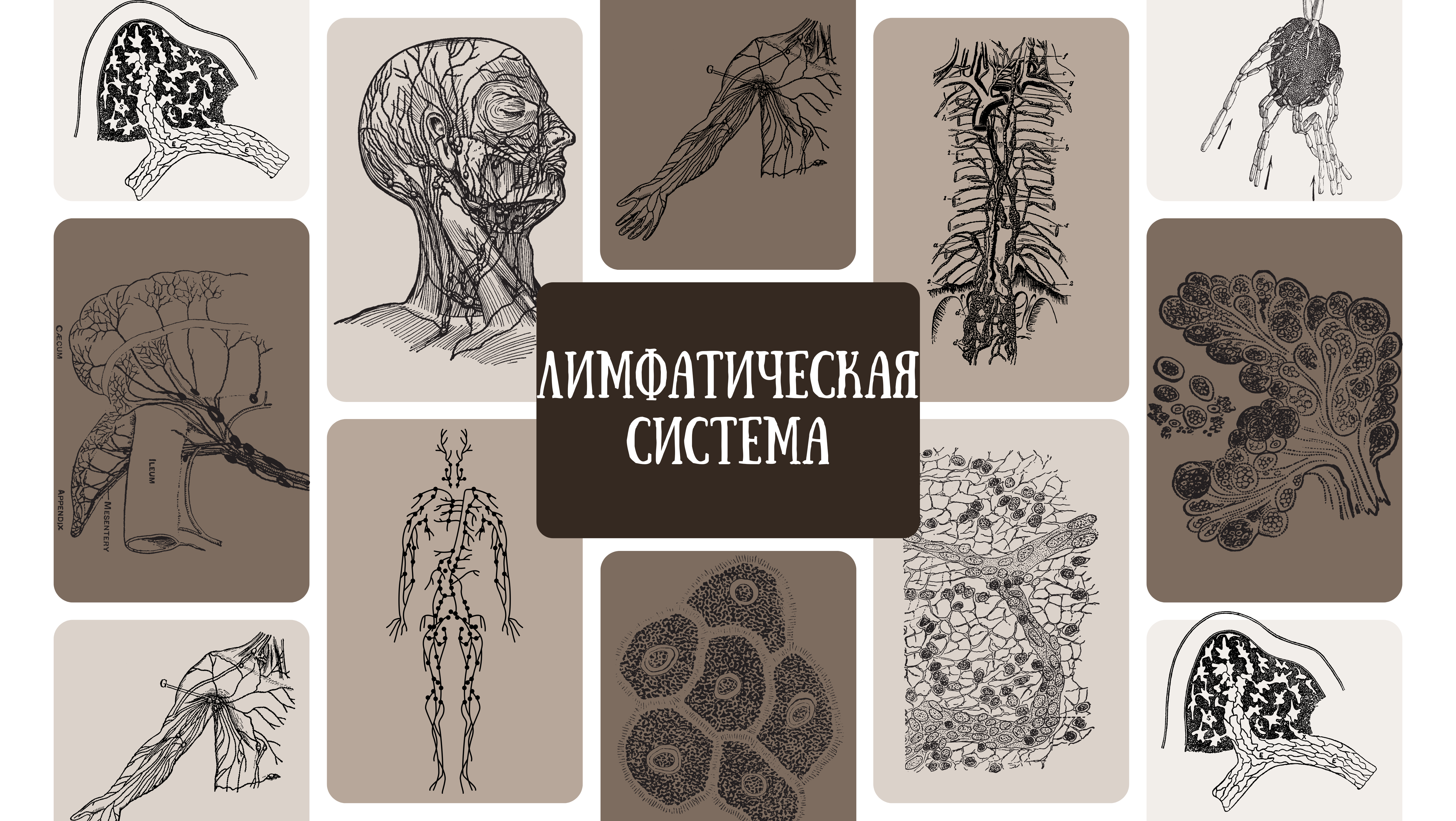 Лимфатическая система